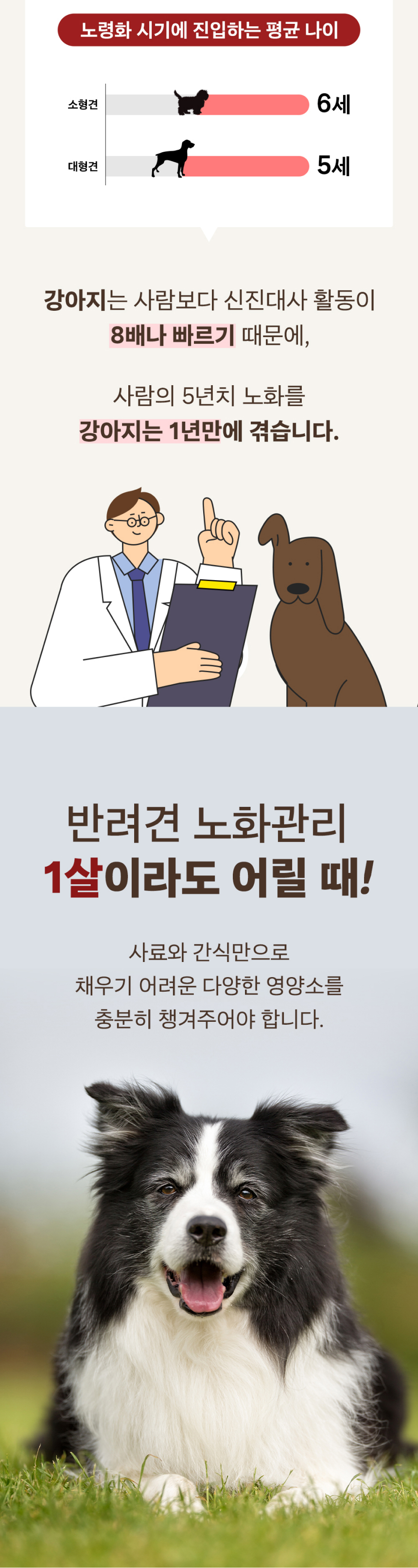 [유통기한임박, 26년4월30일] 더폴슨 독 프리미엄 종합영양제 30ea*8g 7번째