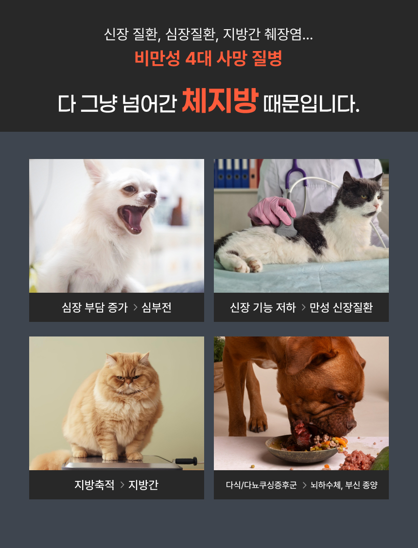 [NEW신상]웰찹 슬림펫 제로 체지방 케어 다이어트 보조제 12g*30p 2번째