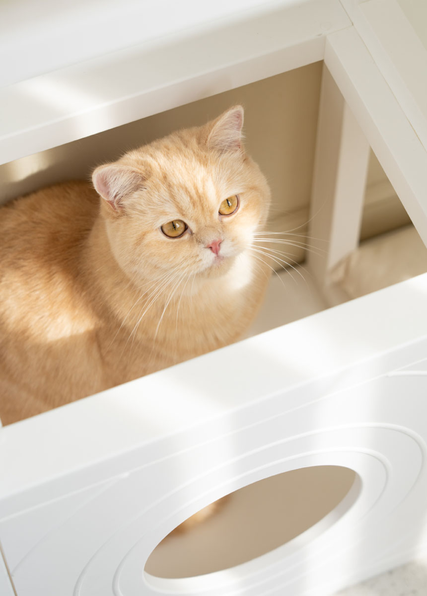 [NEW신상][무료배송] 큐빅스펫 먼치킨 노묘 낮은 캣타워 고양이계단 C+커버세트 6color+ 스크래쳐 3장포함 19번째