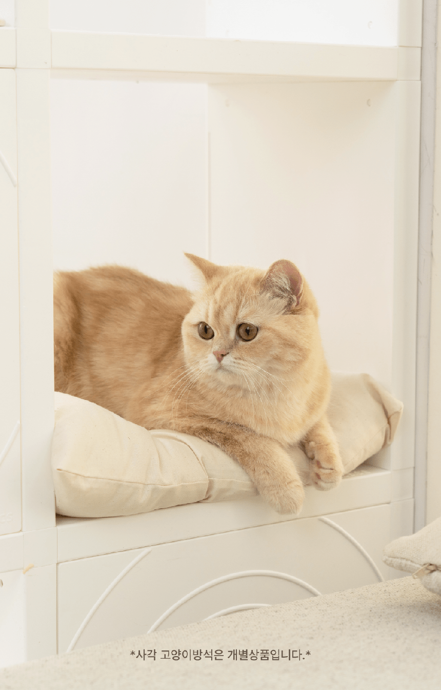 [NEW신상][무료배송] 큐빅스펫 먼치킨 노묘 낮은 캣타워 고양이계단 C+커버세트 6color+ 스크래쳐 3장포함 49번째