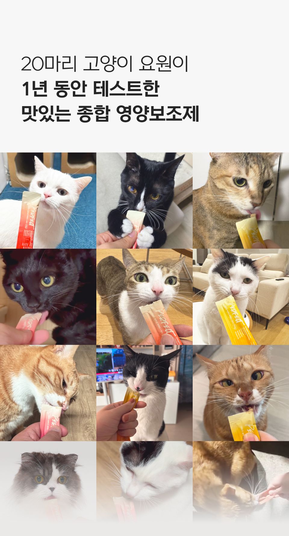 [신년특가][체험팩] 닥터펠리스 캣 데일리 솔루션 퍼펙트 스타터팩 2P 4번째