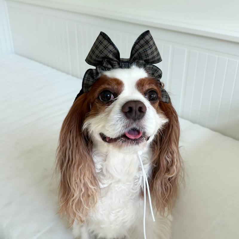 [NEW신상][무료배송] 해피댕댕 체크리본 3종 (챠콜,카키,브라운) 13번째