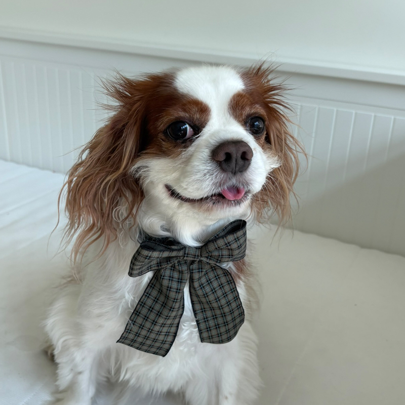 [NEW신상][무료배송] 해피댕댕 체크리본 3종 (챠콜,카키,브라운) 11번째