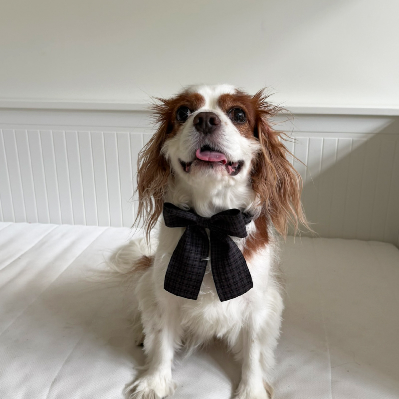 [NEW신상][무료배송] 해피댕댕 체크리본 3종 (챠콜,카키,브라운) 17번째