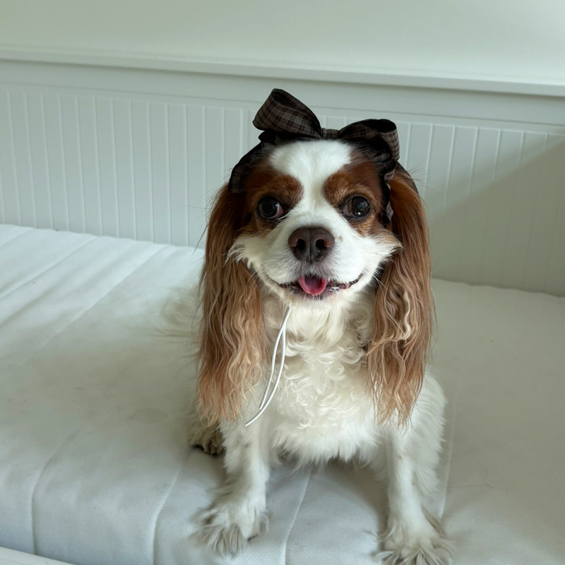 [NEW신상][무료배송] 해피댕댕 체크리본 3종 (챠콜,카키,브라운) 8번째