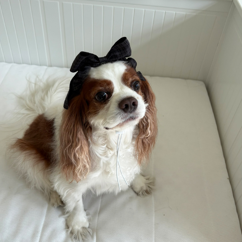 [NEW신상][무료배송] 해피댕댕 체크리본 3종 (챠콜,카키,브라운) 15번째