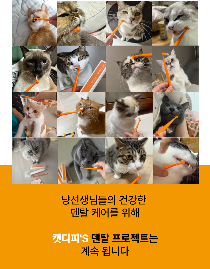 [무료배송] 캣디피 프레시월드 고양이 먹이퍼즐 노즈워크 53번째