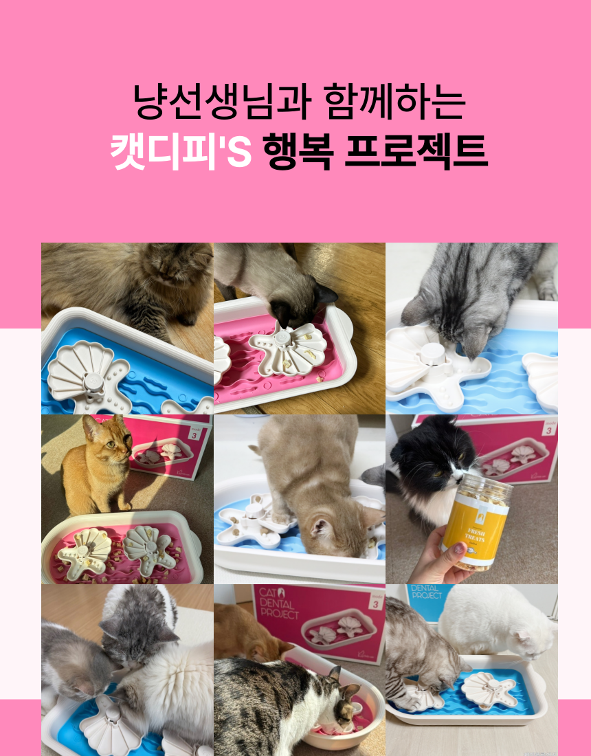 [무료배송] 캣디피 프레시월드 고양이 먹이퍼즐 노즈워크 31번째
