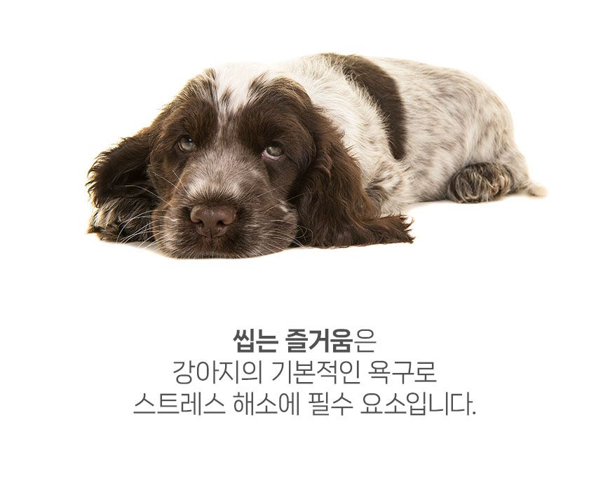 [유통기한임박, 26년1월29일] 닥터뉴토 독 관절케어 바이트 트릿 오리 80g 10번째