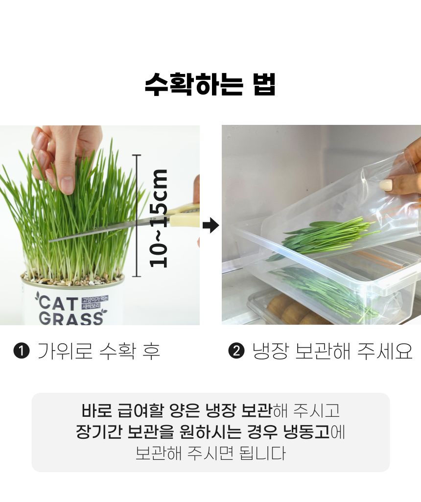 펫팀 캣그라스 새싹보리 42번째