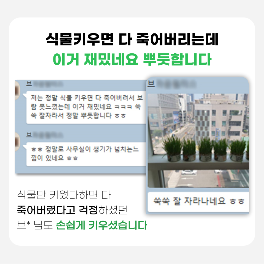 펫팀 캣그라스 새싹보리 13번째