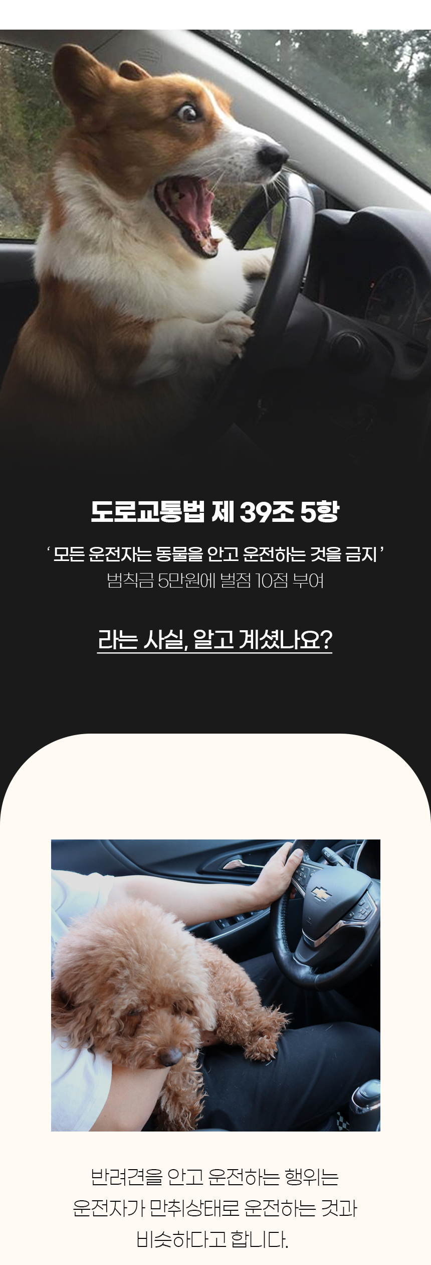 [NEW신상][무료배송] 개과천선 독 펠레 카시트 (다크 오렌지/크림 베이지) 3번째