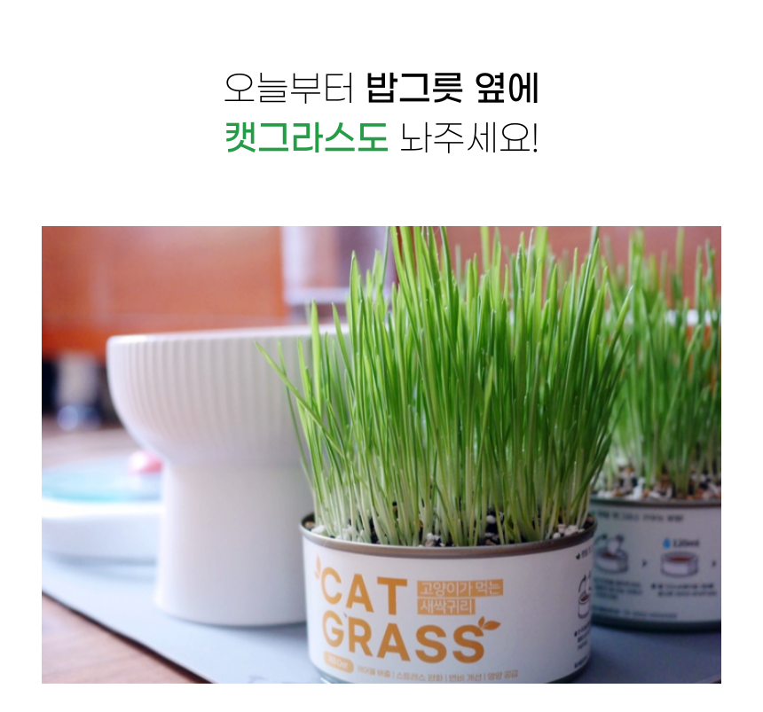[체험단] 펫팀 캣그라스 새싹귀리 33번째