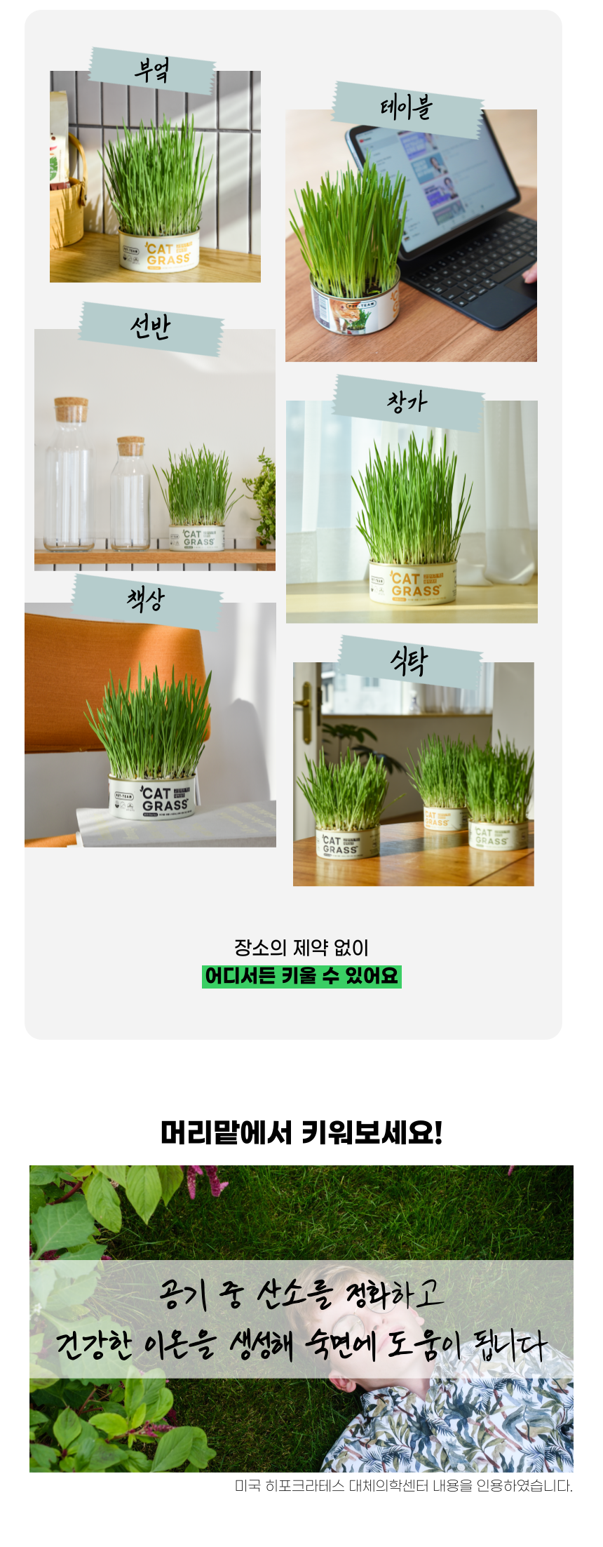 [체험단] 펫팀 캣그라스 새싹귀리 24번째