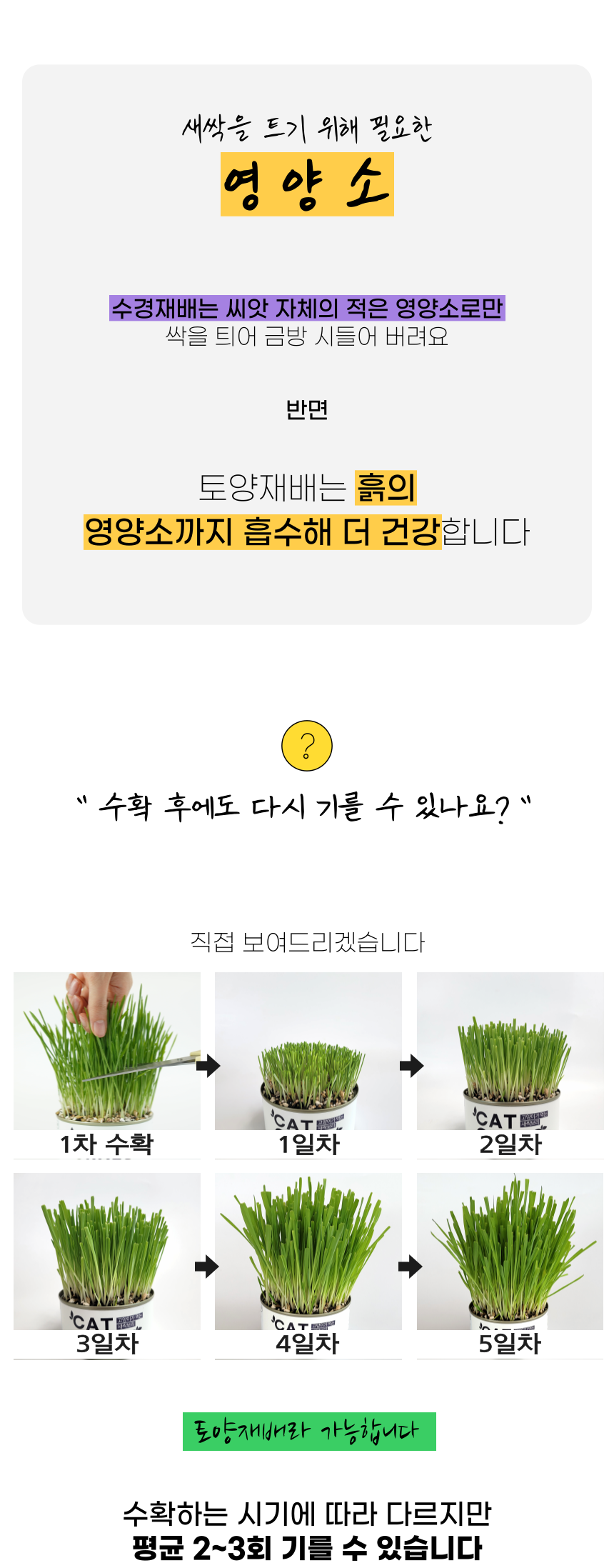 [체험단] 펫팀 캣그라스 새싹귀리 30번째