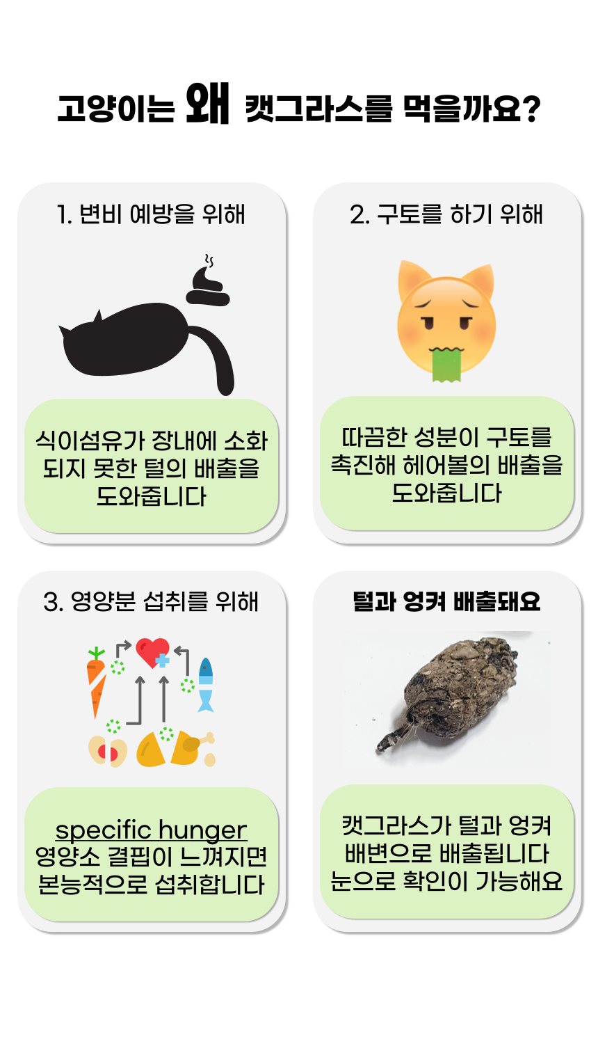 [체험단] 펫팀 캣그라스 새싹귀리 15번째