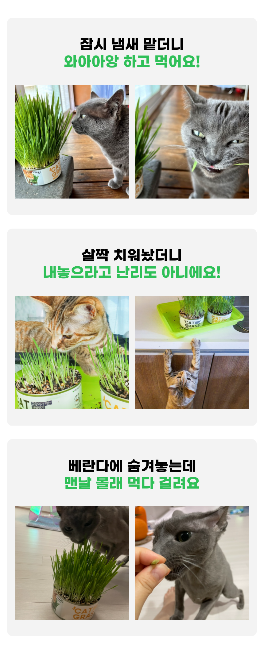 [체험단] 펫팀 캣그라스 새싹귀리 35번째