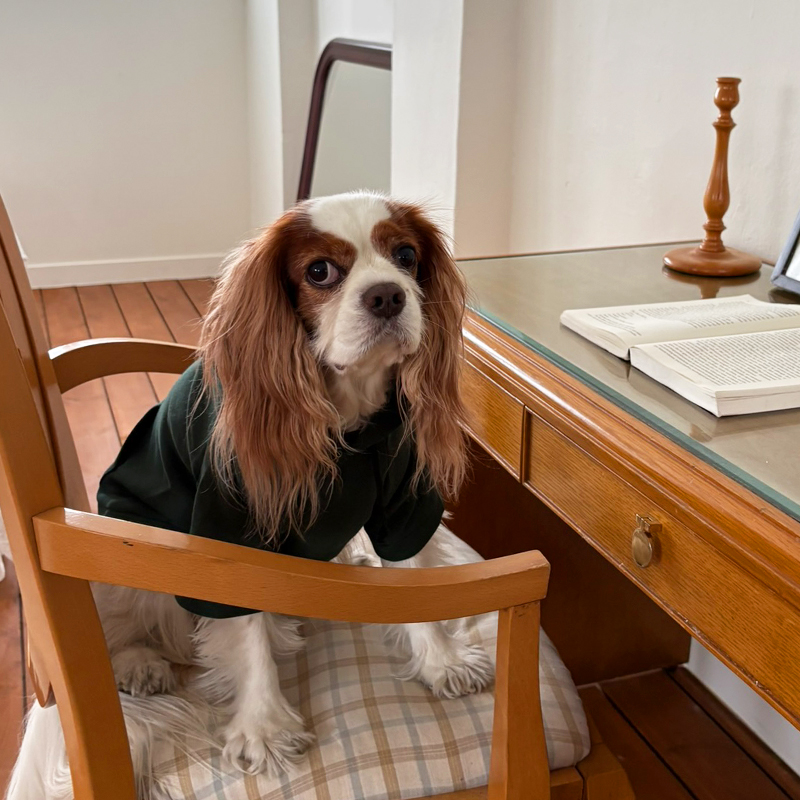 [NEW신상][무료배송] 해피댕댕 기모후드 4종 (그린,와인,카키,오렌지브라운) S-3XL 13번째