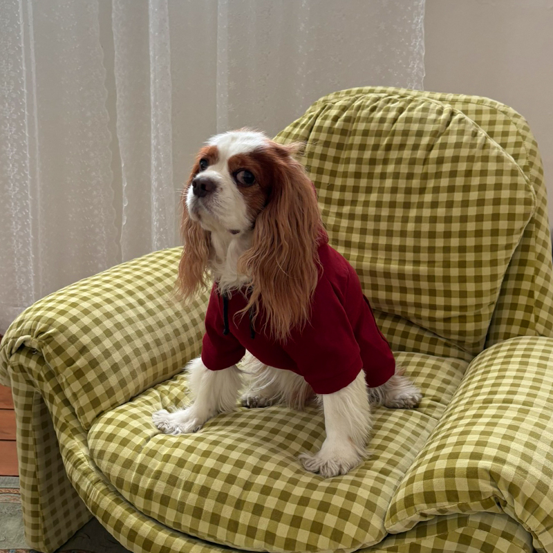 [NEW신상][무료배송] 해피댕댕 기모후드 4종 (그린,와인,카키,오렌지브라운) S-3XL 21번째