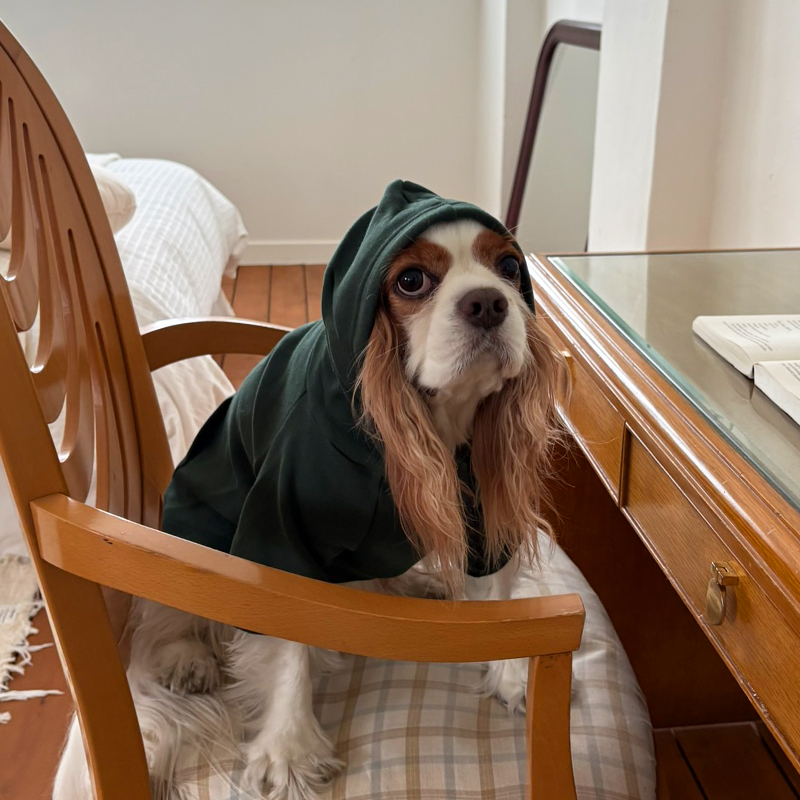 [NEW신상][무료배송] 해피댕댕 기모후드 4종 (그린,와인,카키,오렌지브라운) S-3XL 14번째