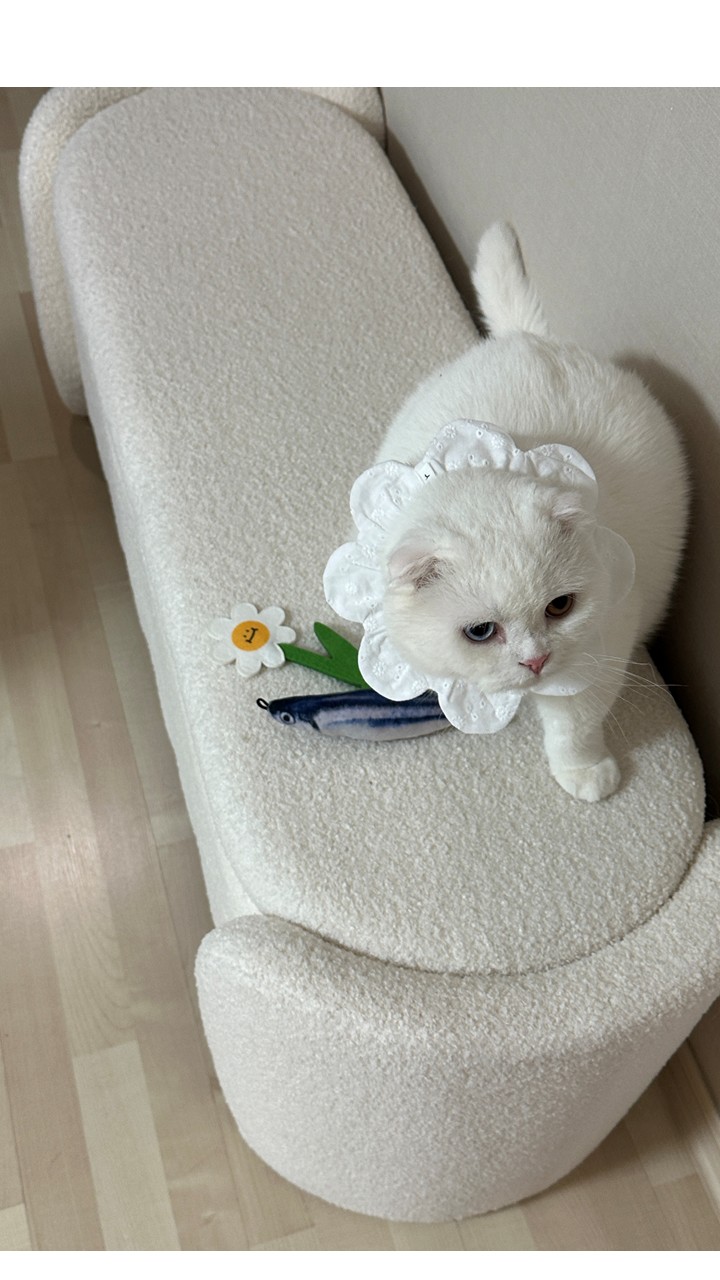 [NEW신상][무료배송] 사루루 srr 감성 꽃받침 넥카라 넥케이프 64번째