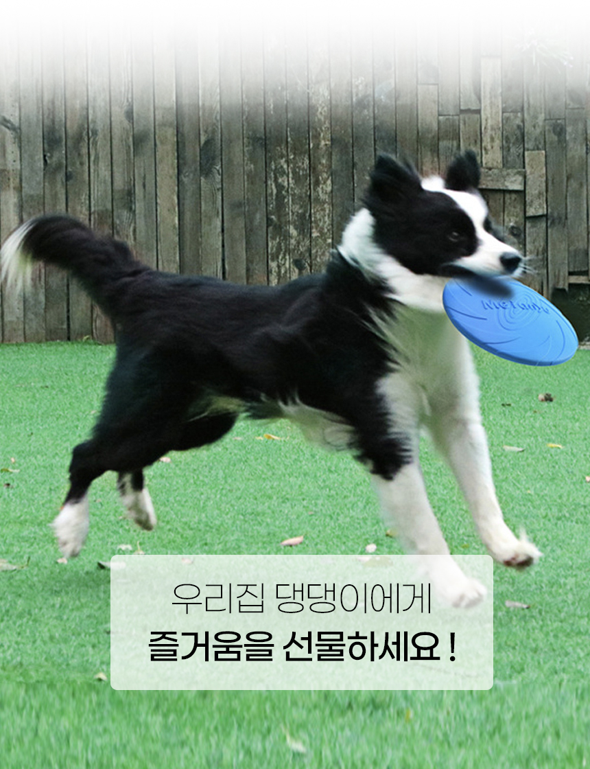[NEW신상][무료배송] [3개] [색상랜덤] 개과천선 독 페치 펀 원반 장난감 (15cm/18cm/22cm) 3번째