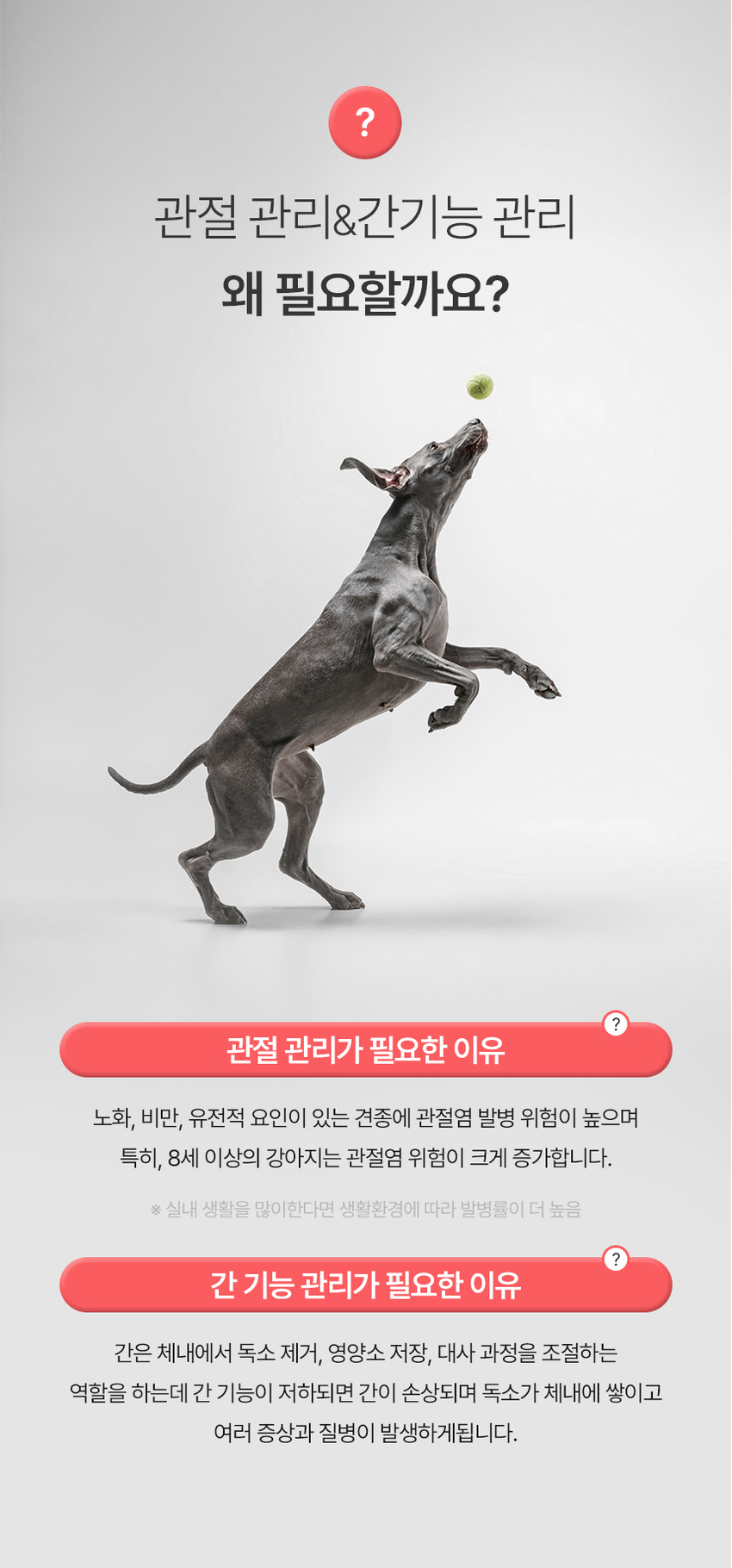 [무료배송] 엘릿 엘리트 파워업 간식 300g 5번째