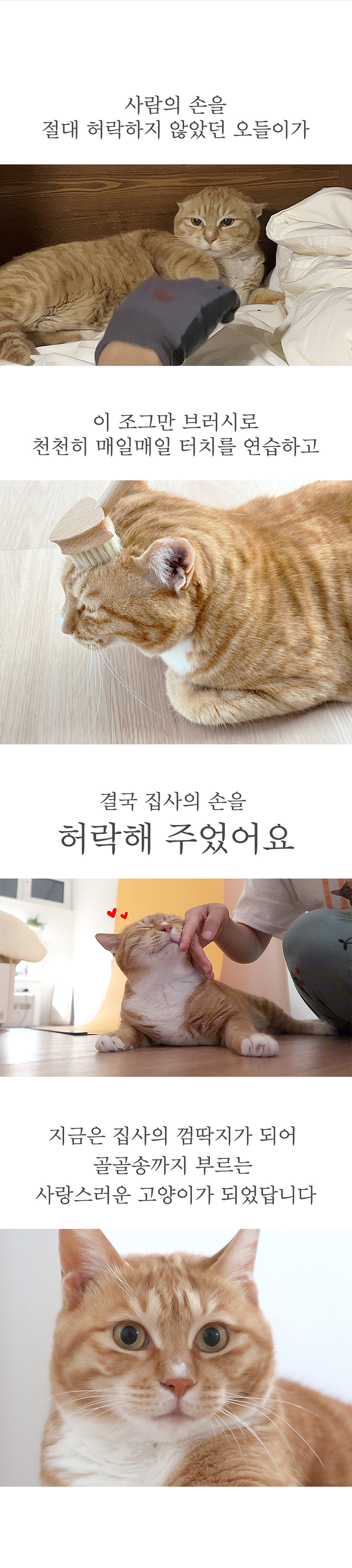 [NEW신상][무료배송] 우루룽 스튜디오 알로그루밍 세모빗 2번째