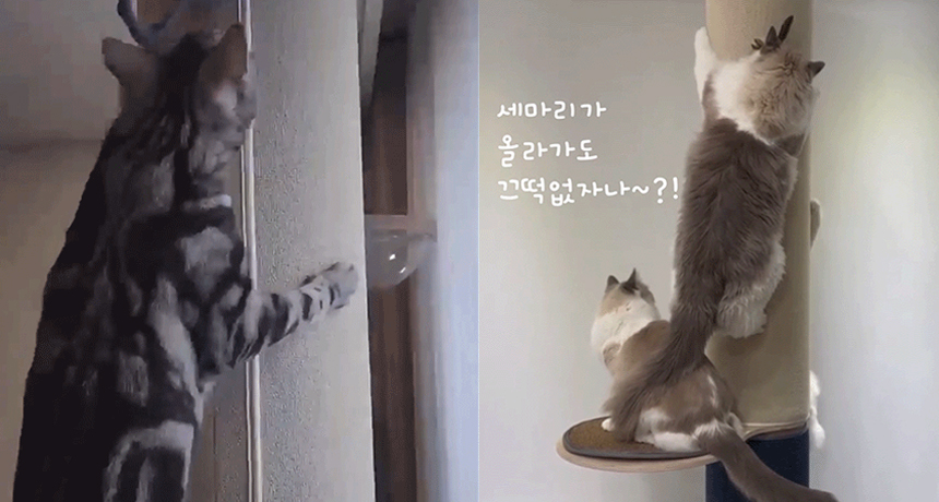 [무료배송] 본능적타워 고양이 수직 스크래쳐 캣폴 캣타워 12번째