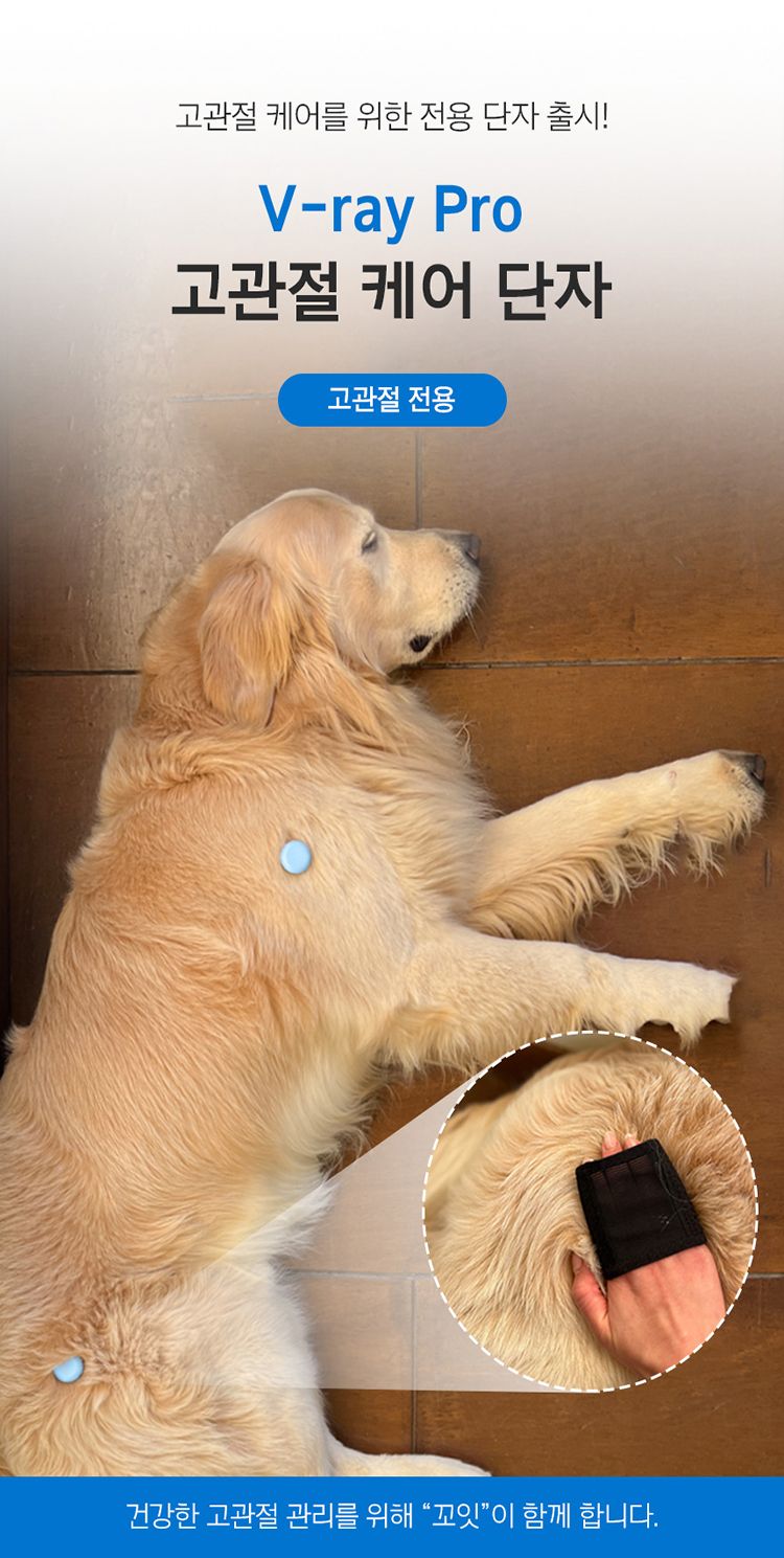 [무료배송] 꼬잇 독 고관절 브이레이 프로 케어 패키지(1구) 1번째