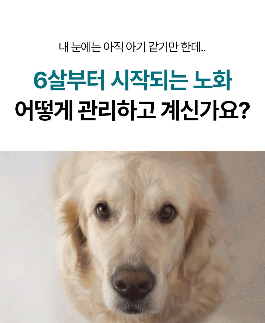 펫생각 독 데일리케얼 리얼 내추럴 후코이단 60g 5번째