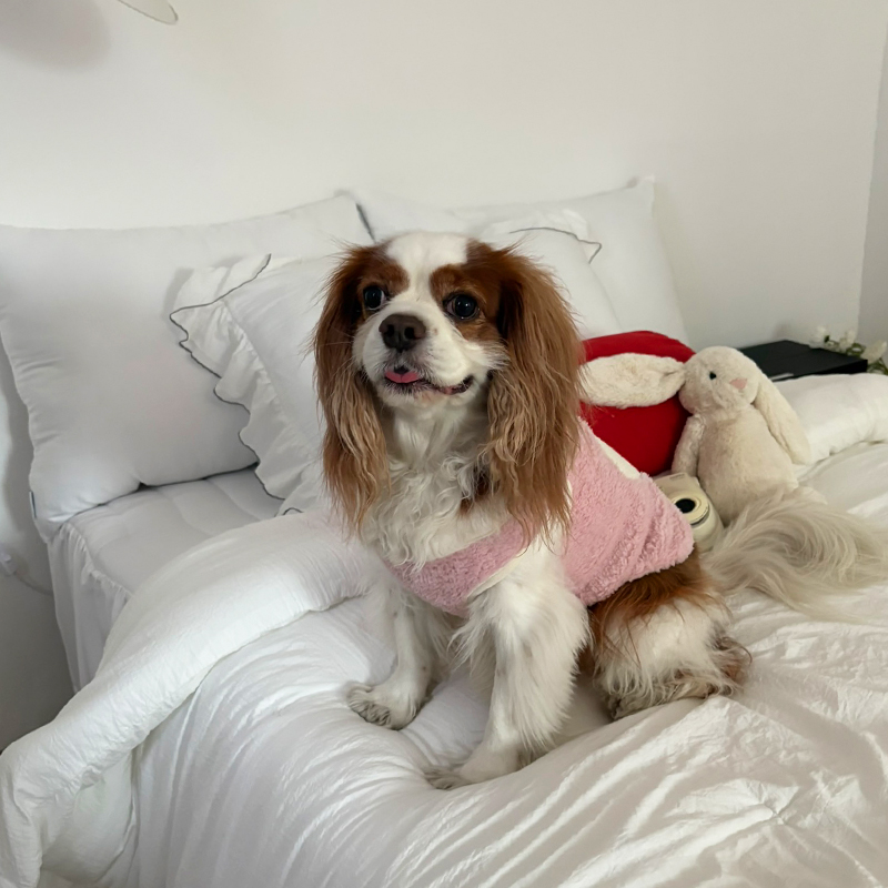 [NEW신상][무료배송] 해피댕댕 하트수면조끼 3종 (블랙,아이보리,핑크) S-XL 10번째