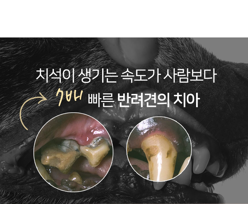 [무료배송] 펫토리아 한입뚝딱 덴탈츄 강아지 껌 간식 330g [모음] 4번째