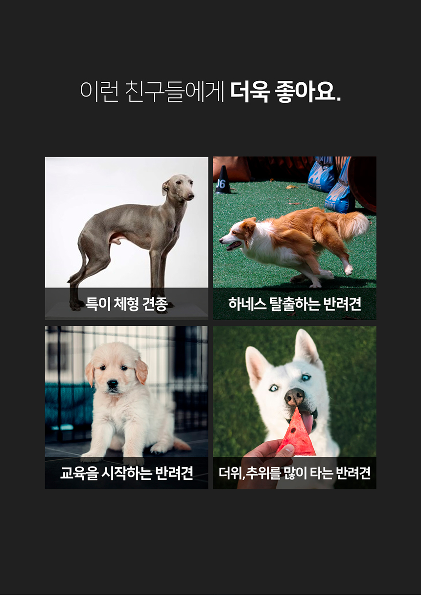 [무료배송] 니즈더펫 인터라켄 테크 하네스 XXS-XL 24번째