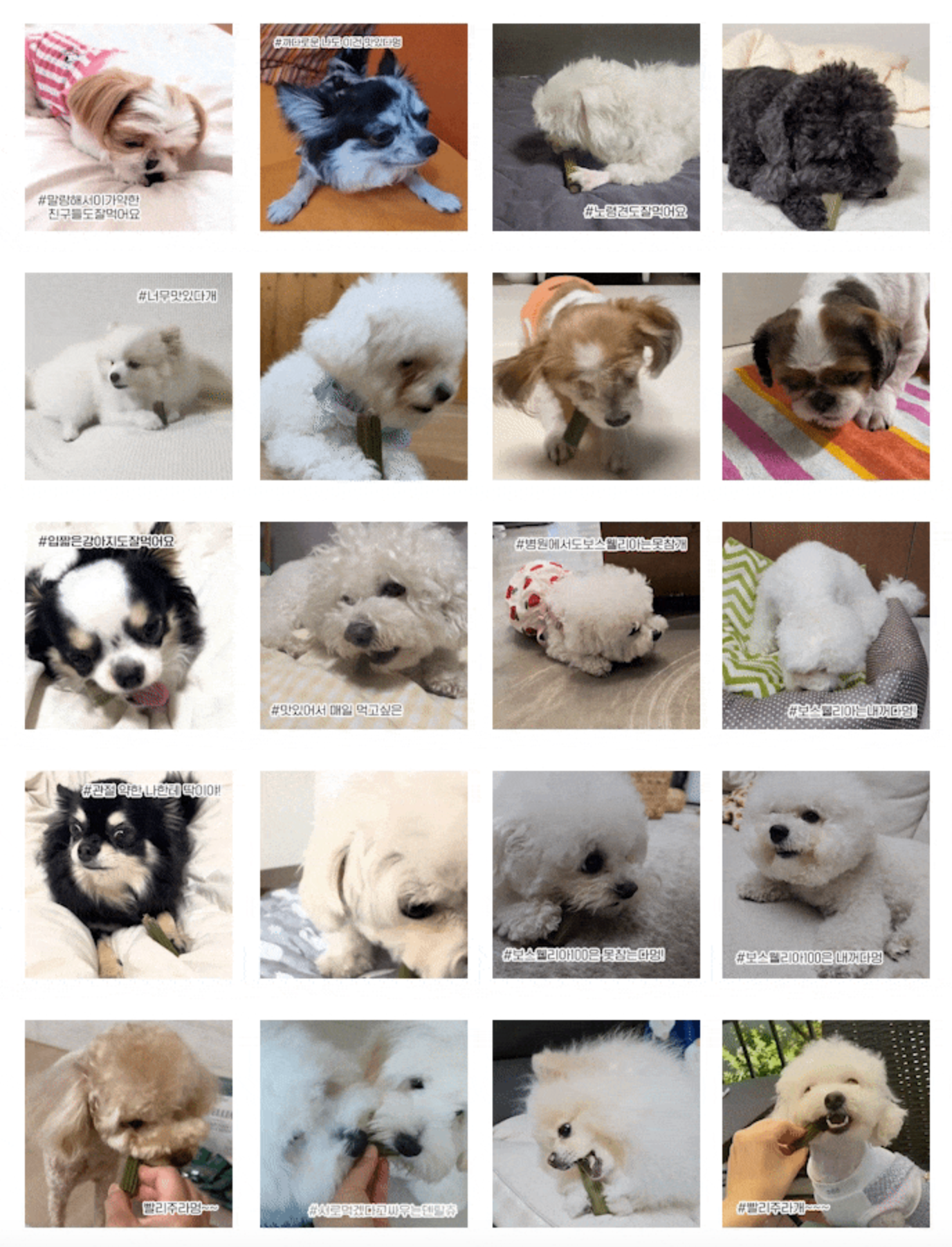 [무료배송] 닥터뉴트리코어 보스웰리아100*15ea 3번째