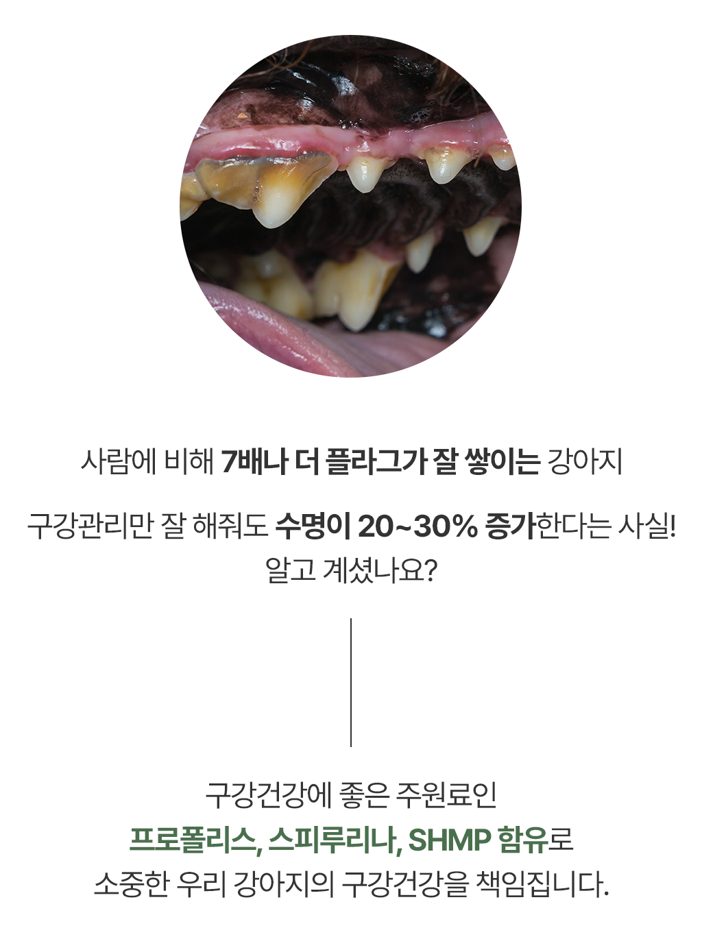 [무료배송] 닥터뉴트리코어 보스웰리아100*15ea 24번째