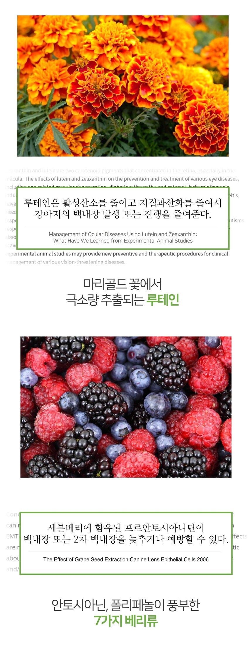 시니멀 독 덴탈베지스 그린 210g 15번째