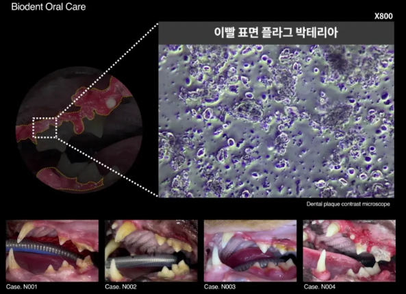 프로젝트21 캣 비오덴트 오랄케어 2g*30p 10번째