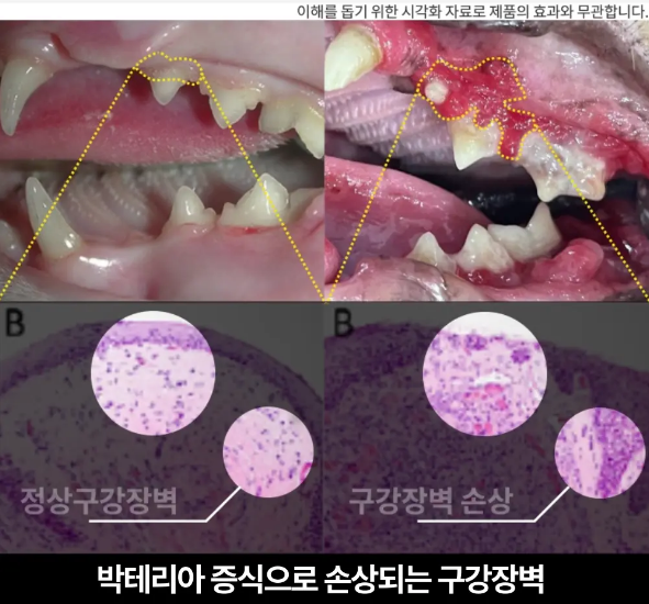 프로젝트21 캣 비오덴트 오랄케어 2g*30p 2번째