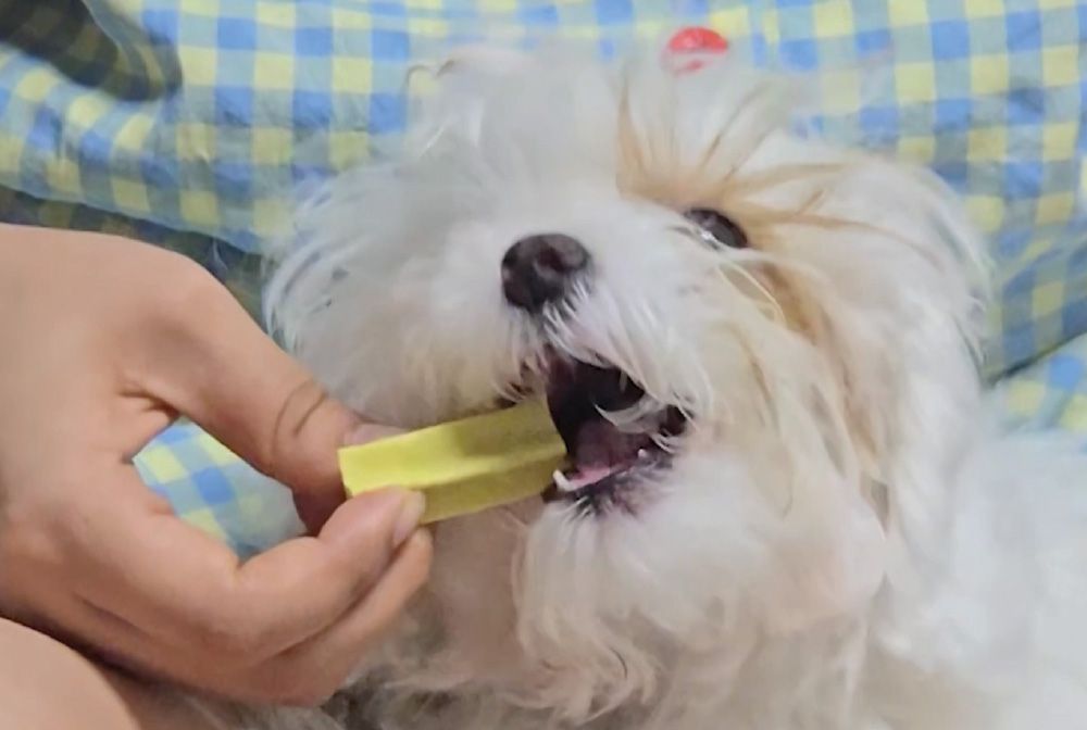 [유통기한임박, 26년1월23일] 푸디 더특별한식탁 독 유산균 덴탈츄 맛조합 콤보 300g 2번째