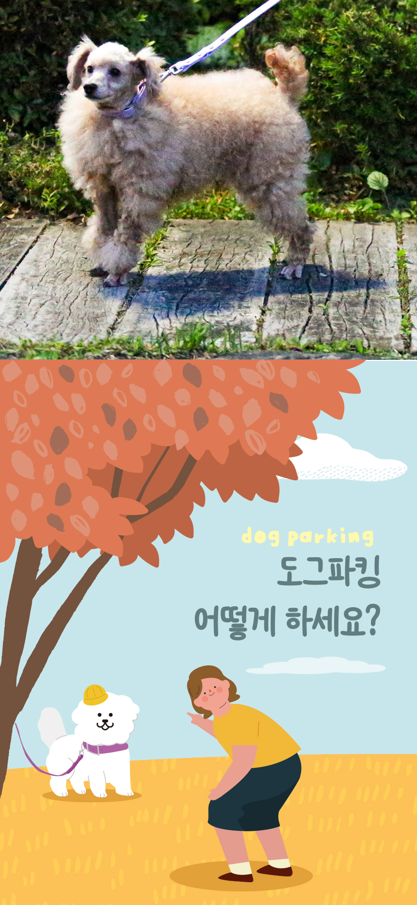 [무료배송] 애구애구 독 워터프루프 아쿠아 목줄 리드줄 Set 22번째