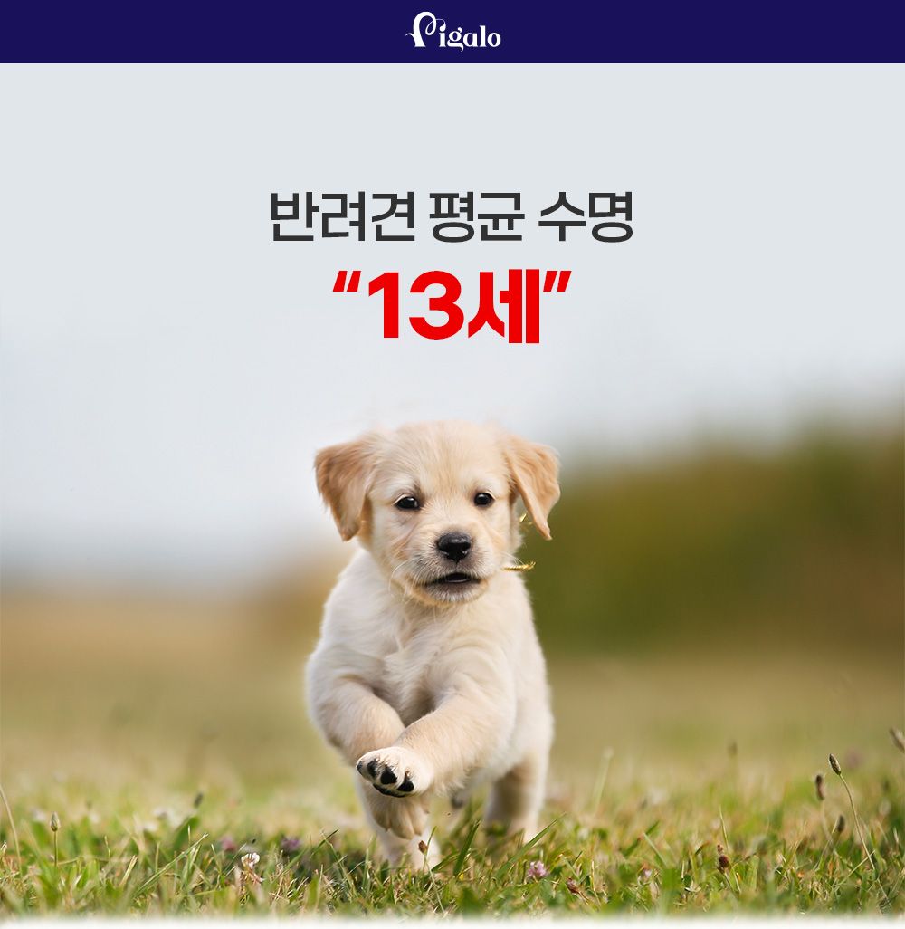 [체험단] 비갈로 스페셜 독 스타터 샘플 50g 1번째