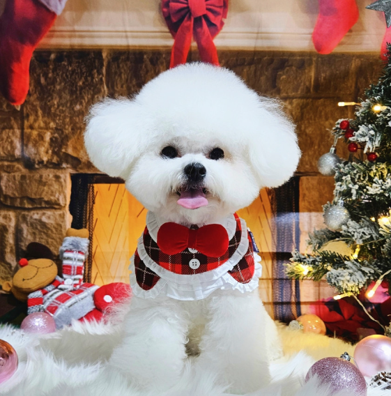 [NEW신상][무료배송] 리치독스 크리스마스 망토 레이스 케이프 레드 2번째