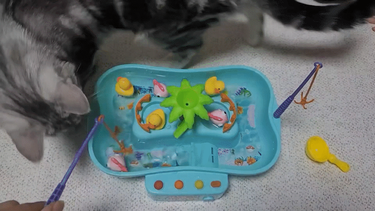 [무료배송] 체고케어 고양이 자동 장난감 움직이는 물고기 4color 13번째