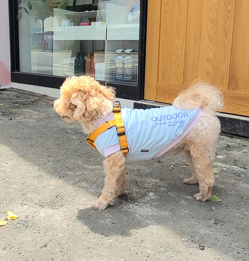 [무료배송] 레토 강아지 데일리 티셔츠 애견의류 고양이 옷 LDR-T04 15번째