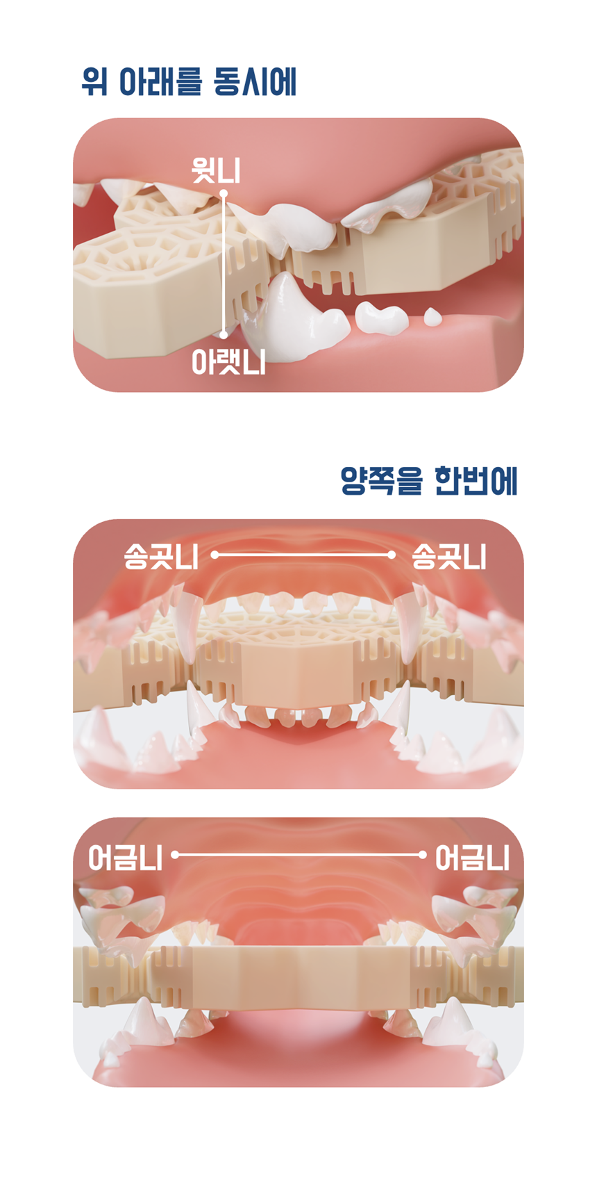 [NEW신상][무료배송] 네이처트레이스 독 스파이더웹 덴탈바 오리지널 20g*12ea 20번째