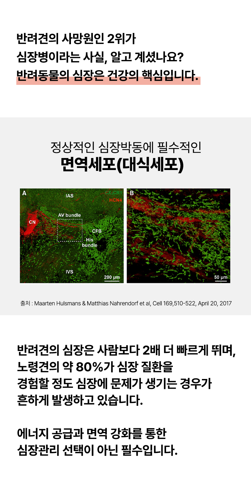 닥터포도그 심장영양제 하트케어 2g X 30ea 3번째
