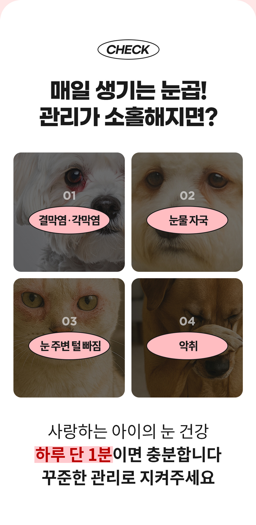 [NEW신상][무료배송] 자유펫 페이셜 그루밍 콤 눈꼽빗 브러쉬 5번째