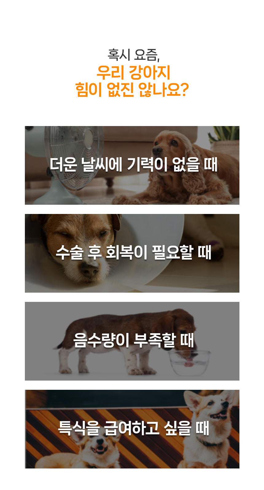 [NEW신상][무료배송] 닥터뉴토 독 에너지케어 미음 닭 120gx10개 8번째