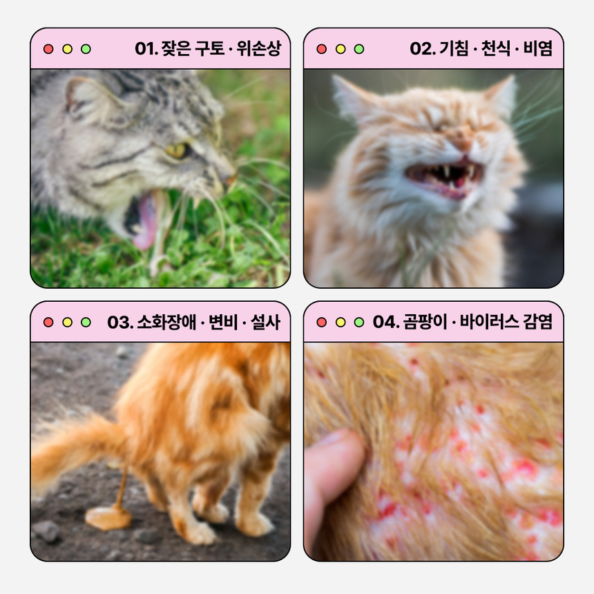 [무료배송] 라이프펫 고양이 호흡기&헤어볼 영양제 브레스&헤어볼 420g 7번째